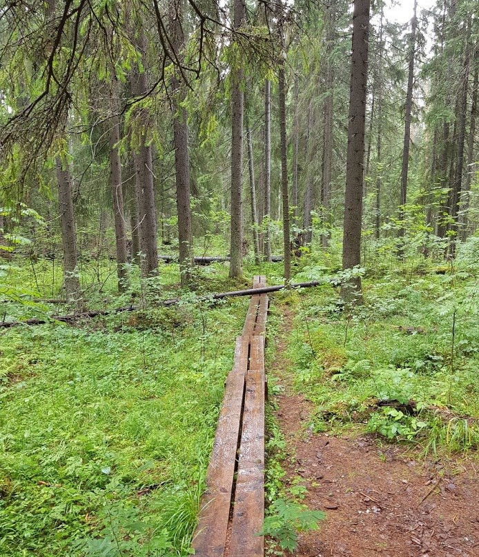 Eco Path V Gostyakh U Yelki景点图片