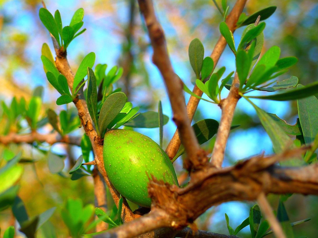 Morocco My Trip-伊姆利勒必去景点