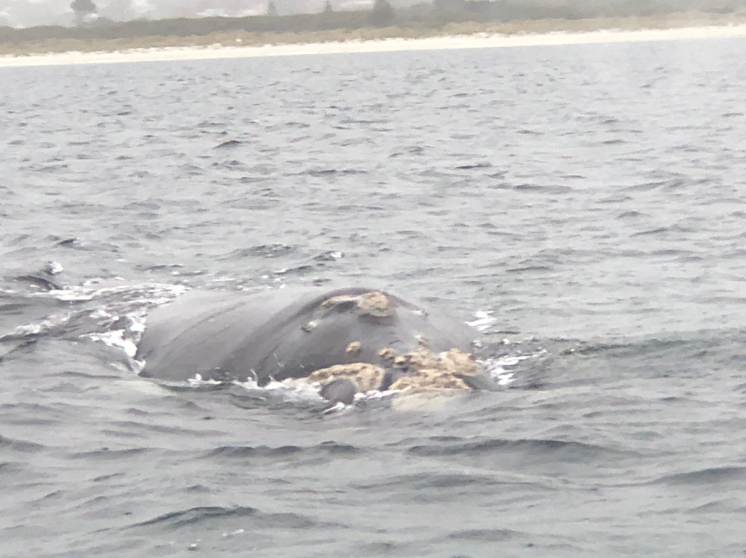 King George Sound-奥尔巴尼必去景点