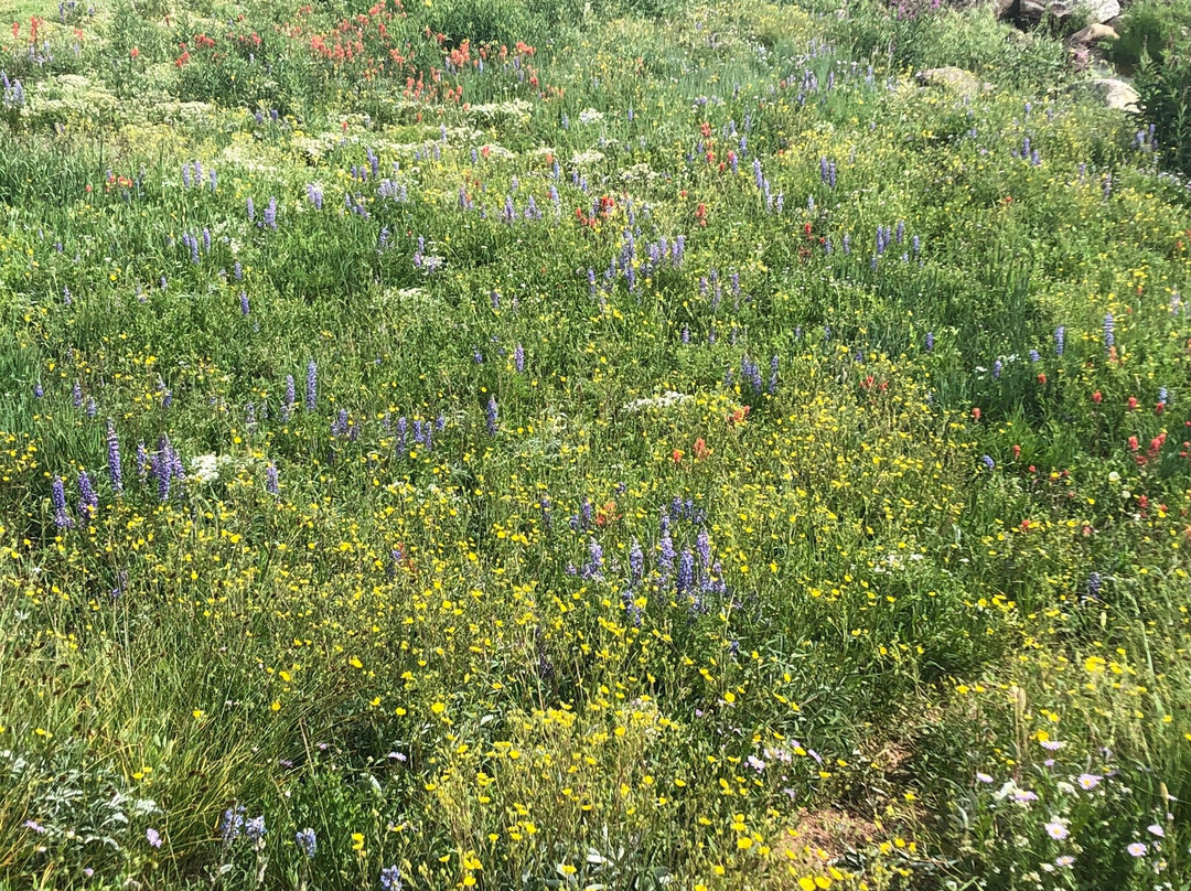 Routt National Forest-斯廷博特斯普林斯必去景点