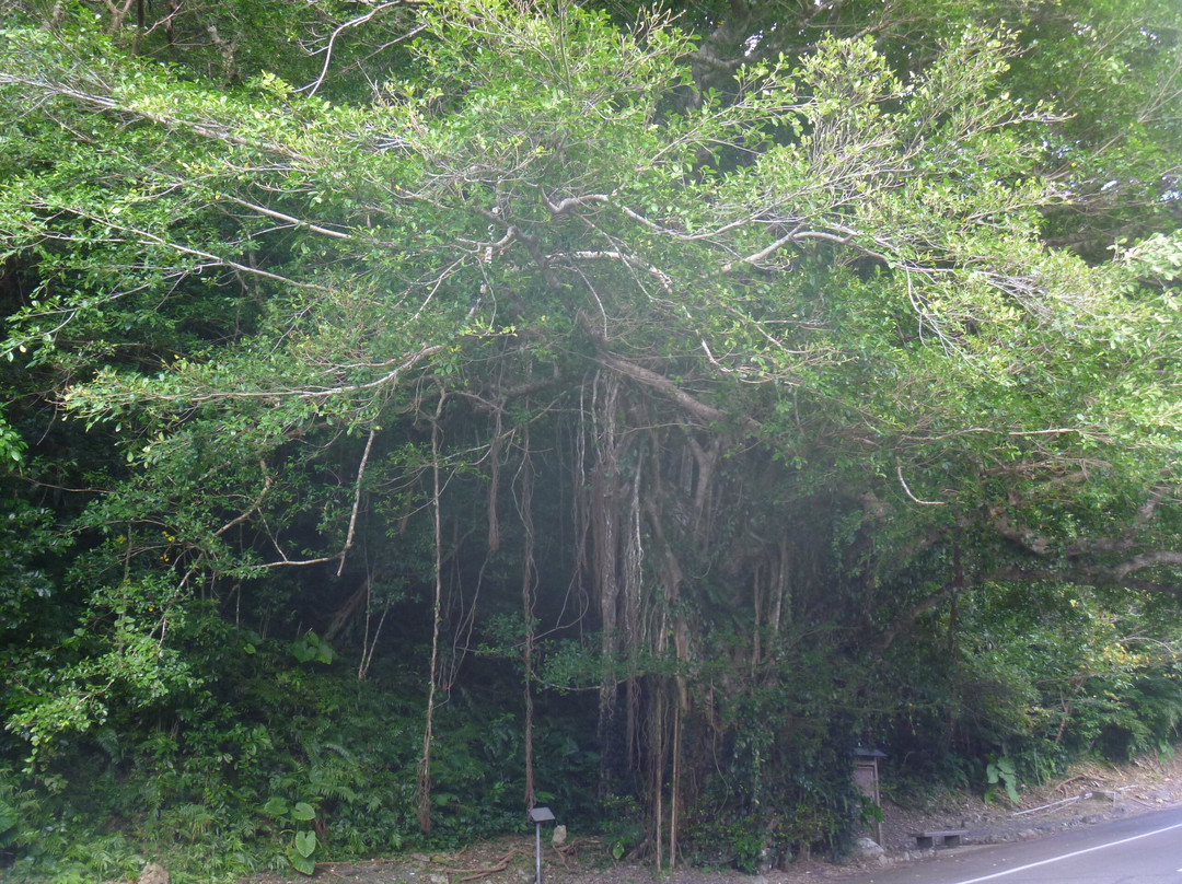 Arangachi's Banyan Tree景点图片