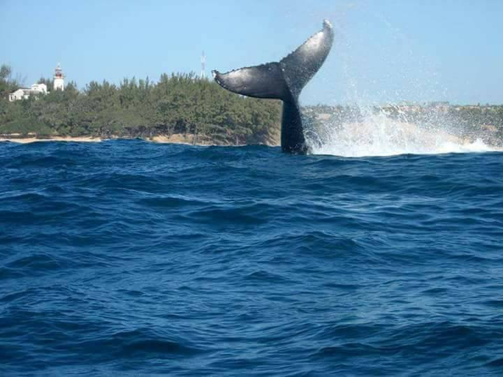 Aquaholics Barra Scuba & Activities-Praia da Barra必去景点