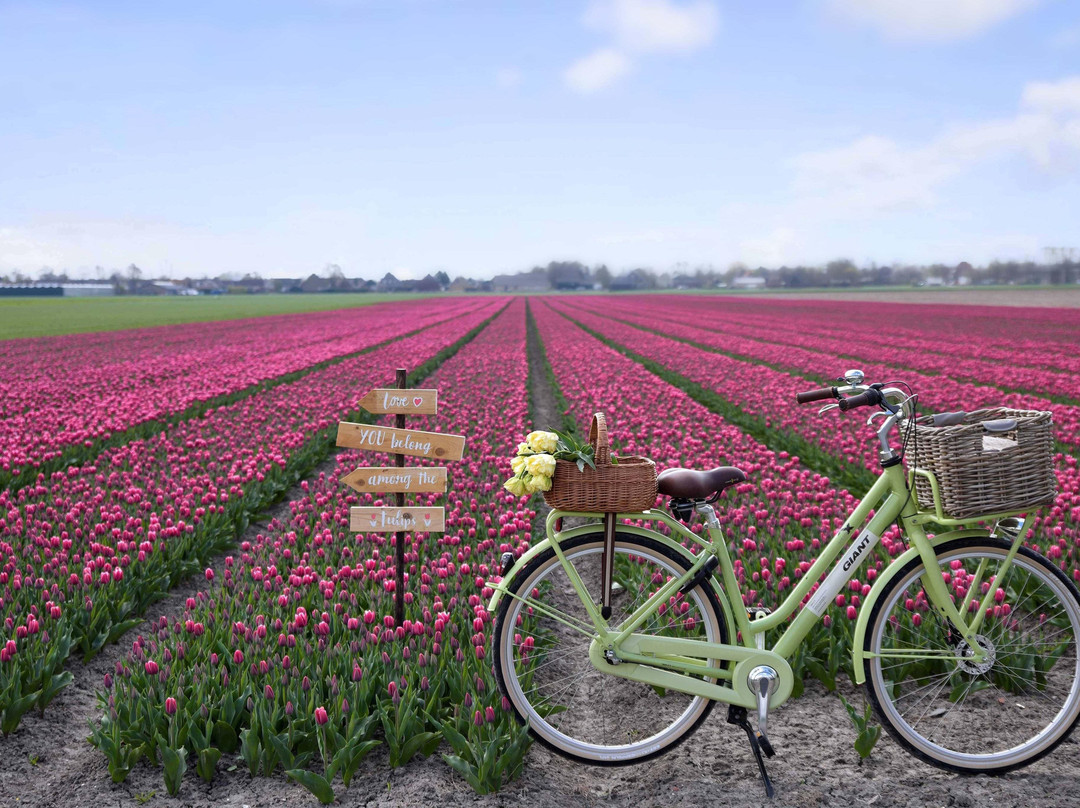 Tulip Tours Holland景点图片