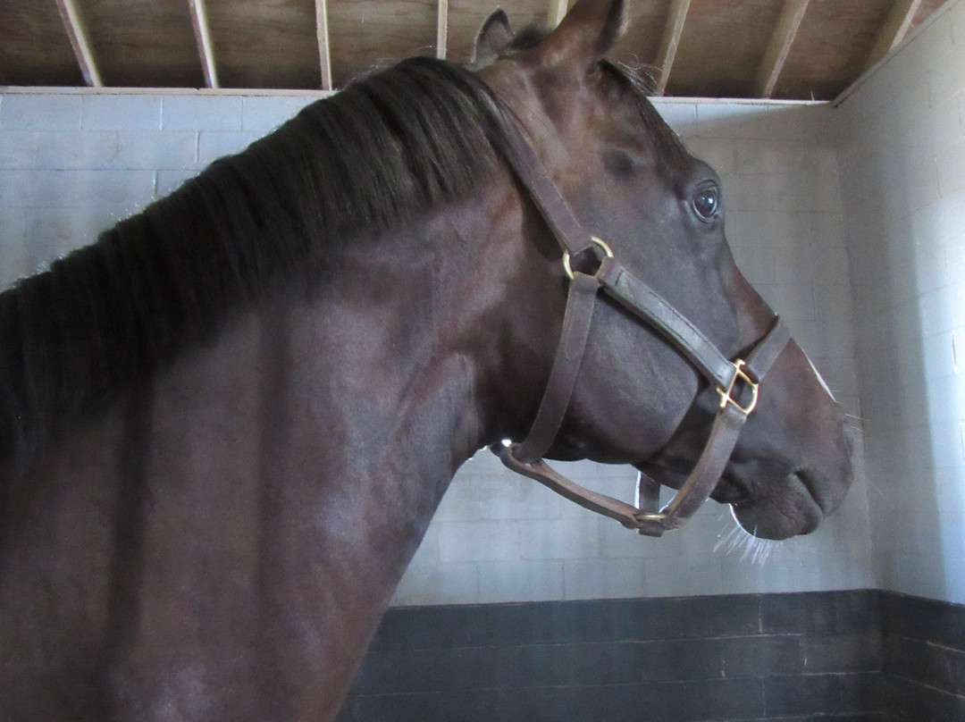 Airdrie Stud-Midway必去景点