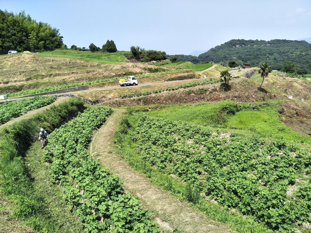 Teshima Terraced Rice Field Project景点图片