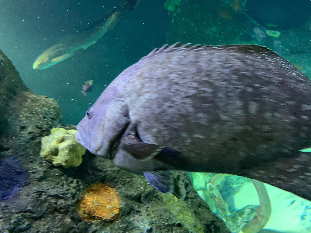 SEA LIFE Kansas City-堪萨斯城必去景点