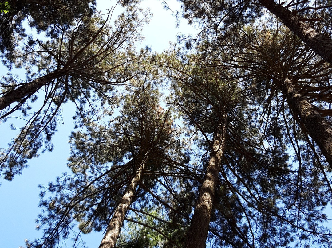 Foresta Umbra-Monte Sant'Angelo必去景点