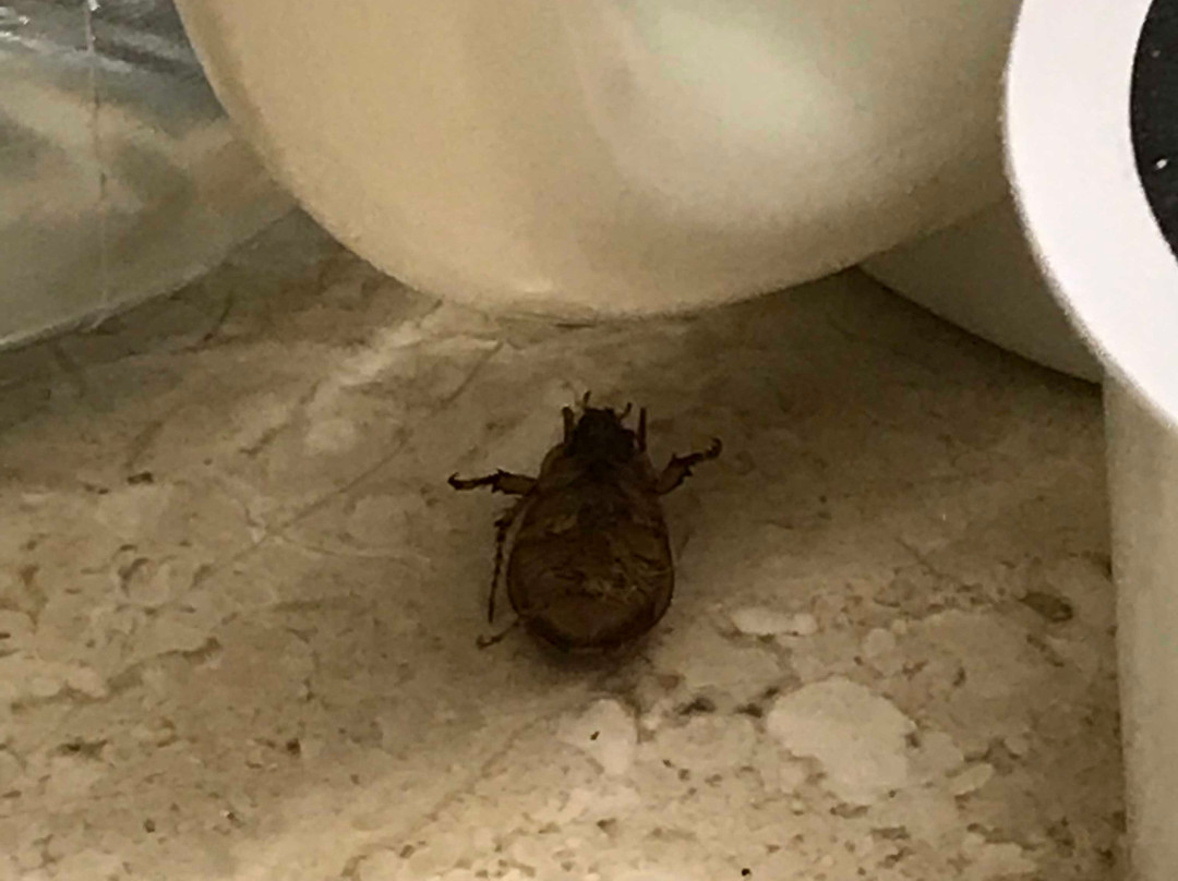 帕拉梅萨高尔夫度假酒店主图