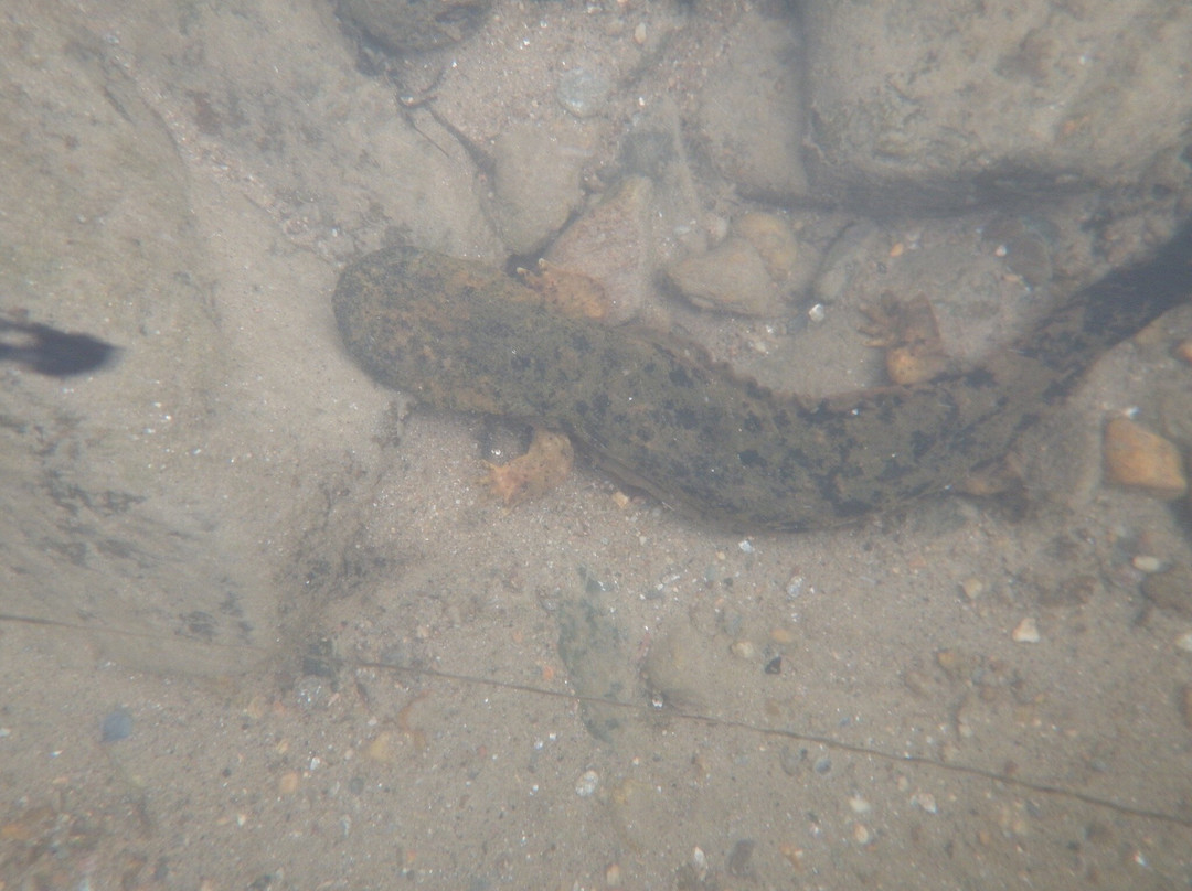Oxbow River Snorkeling-Rosman必去景点