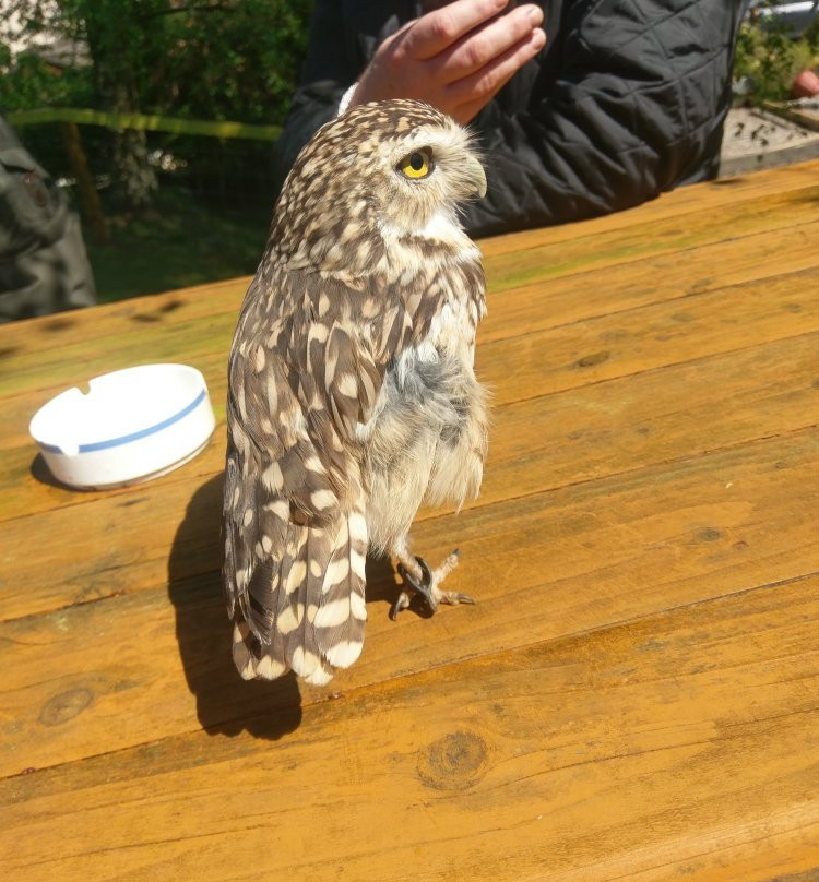 Falconry Ireland-Arklow必去景点