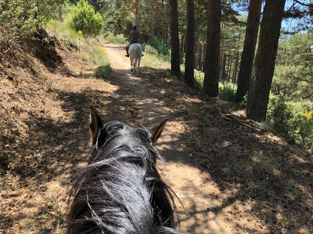 Horse Riding Madrid -Jarahonda景点图片