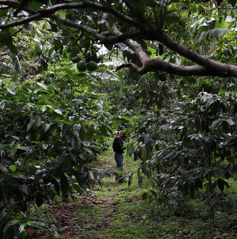 Boquete Valley Ruiz Coffee Shop-波魁特必去景点