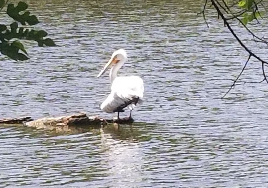 Mormon Island State Recreation Area-Doniphan必去景点