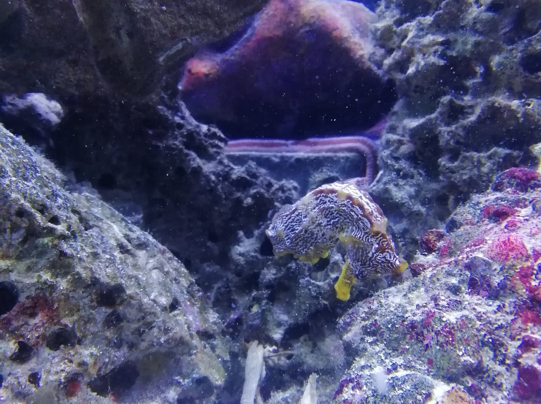 Acuario Mundo Hippocampus-Organos必去景点