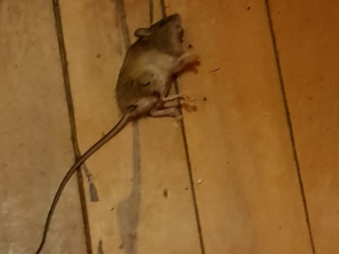 Termas y cabanas Aguas Calientes-Osorno必去景点