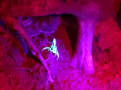 The Night Tour with Tracie The Bug Lady-德雷克湾必去景点