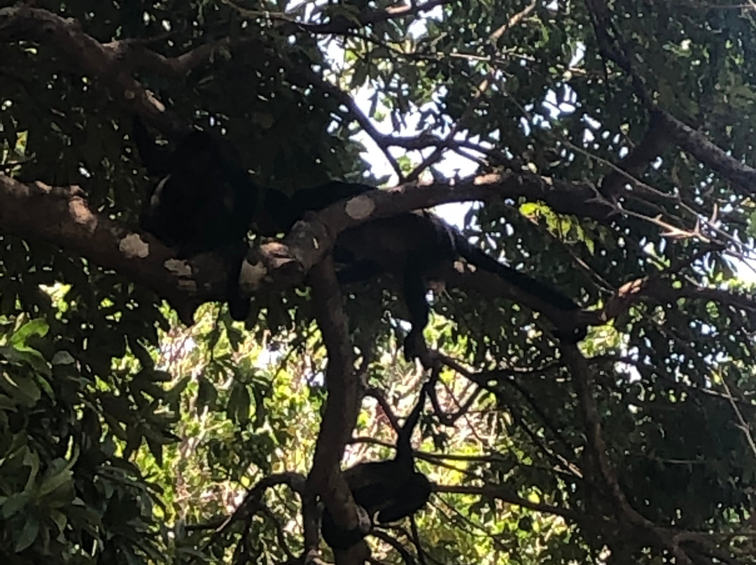 Spider Monkey Canopy Tour景点图片