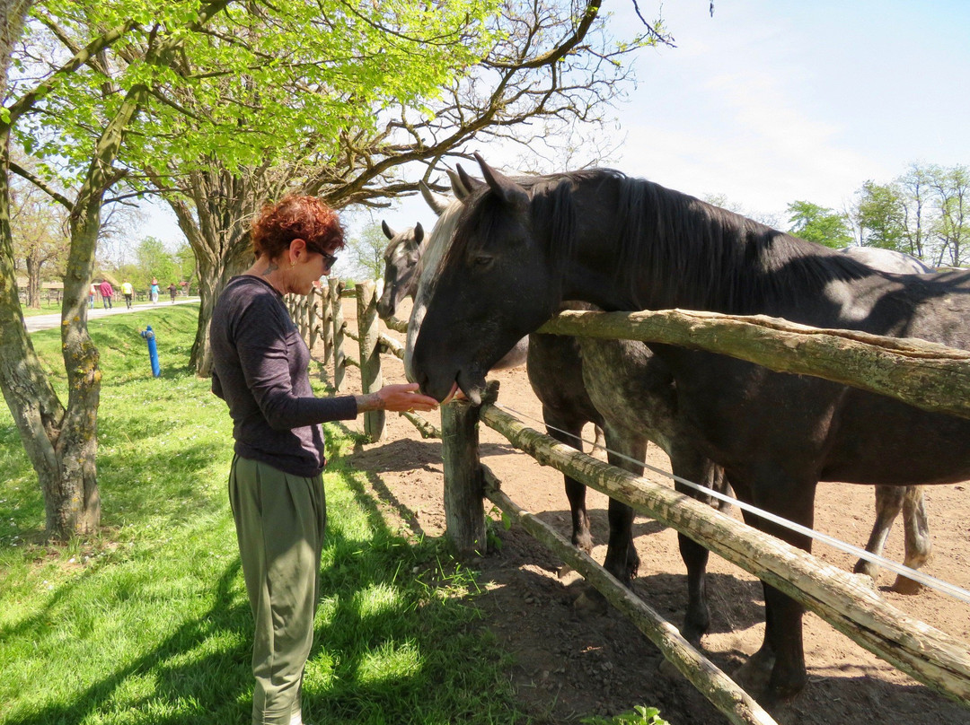 State Stud Farms Djakovo-Dakovo必去景点