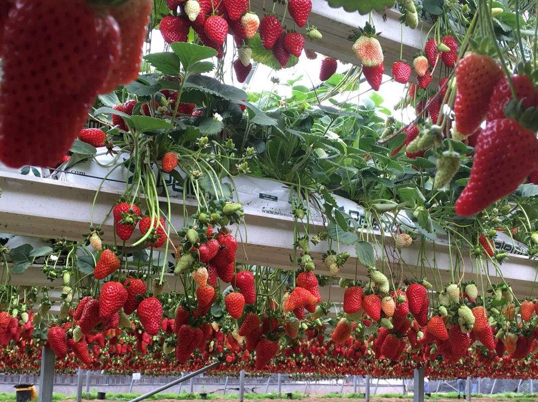 Agronen - Self Picking-Gedera必去景点