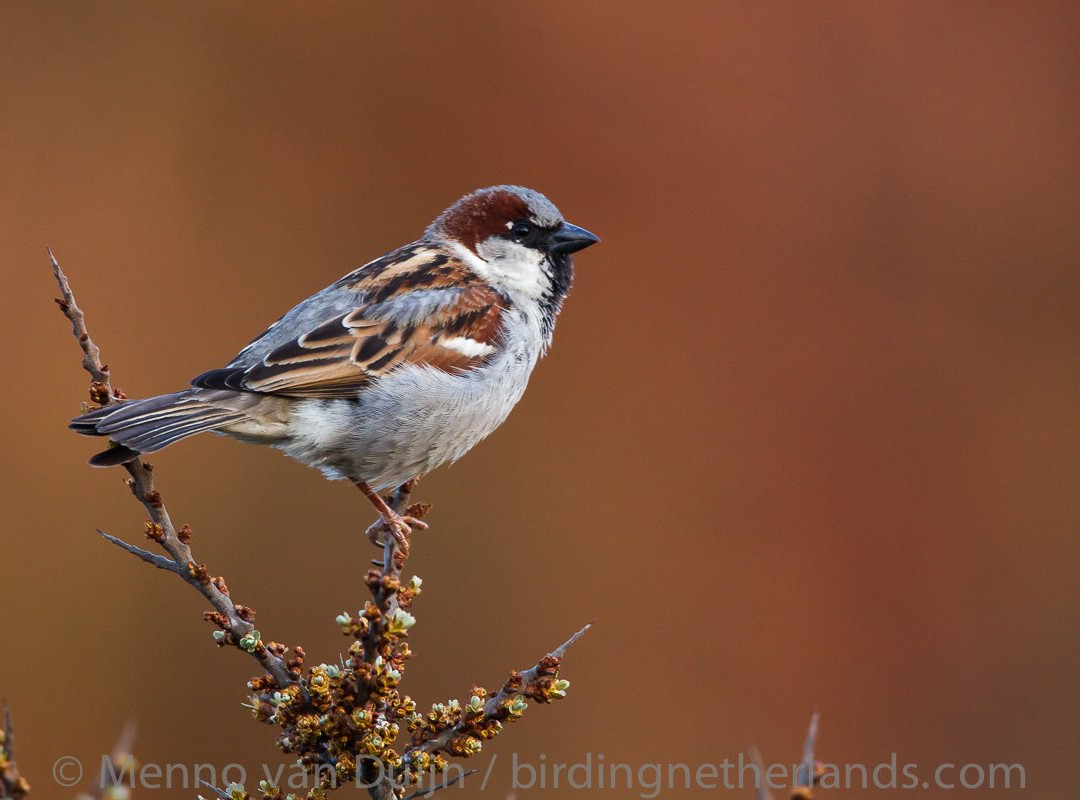 Birding Netherlands景点图片