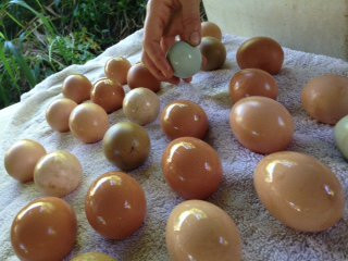 Hale Akua Garden Farm-海库必去景点