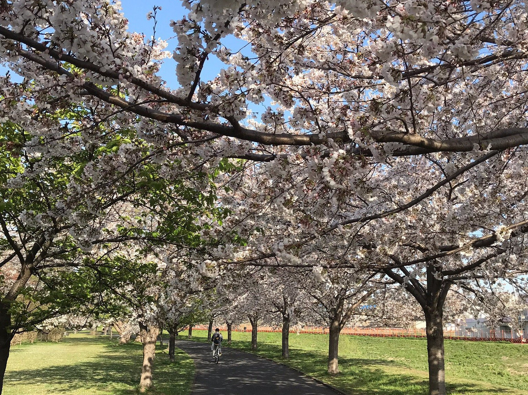 Daihorikawa Riverside Park-柏市必去景点