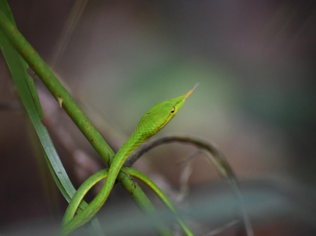 Sinharaja Tour Guide-Deniyaya必去景点