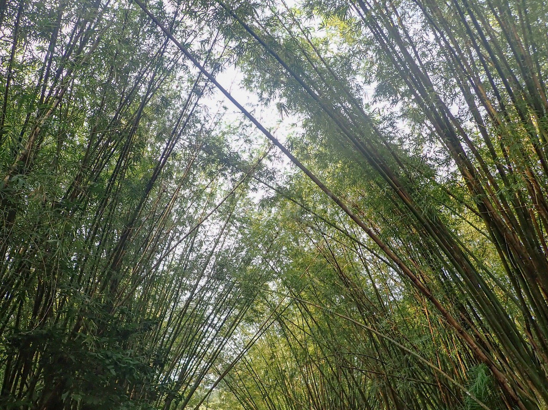 Bamboo Cathedral景点图片