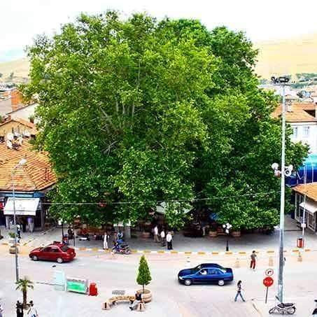 Tarihi Cınar Agacı-Yalvac必去景点