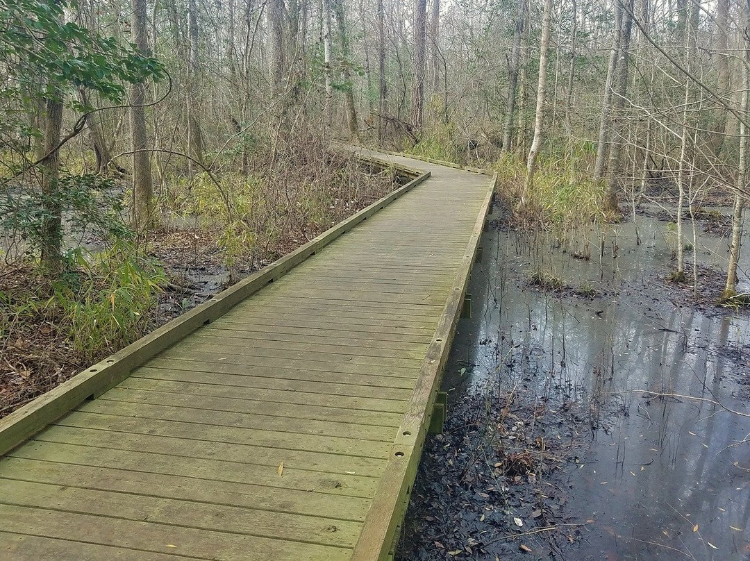 Dismal Swamp State Park景点图片