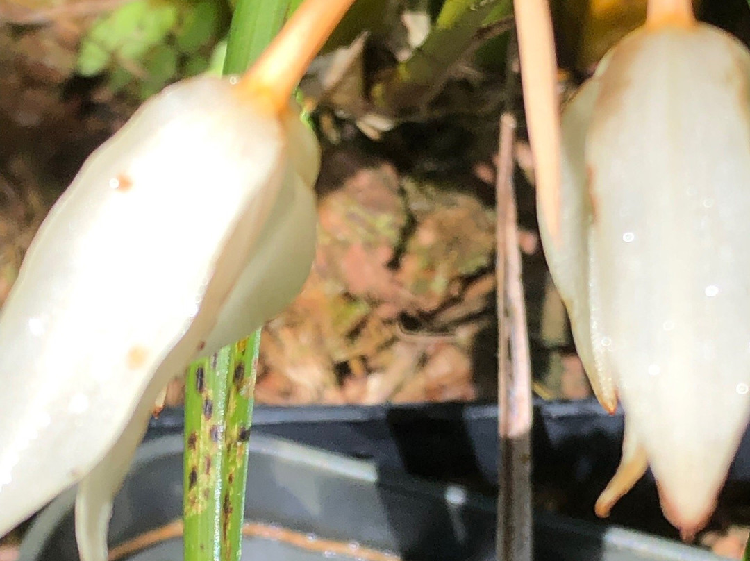 Butterfly Farm Khao Lak景点图片