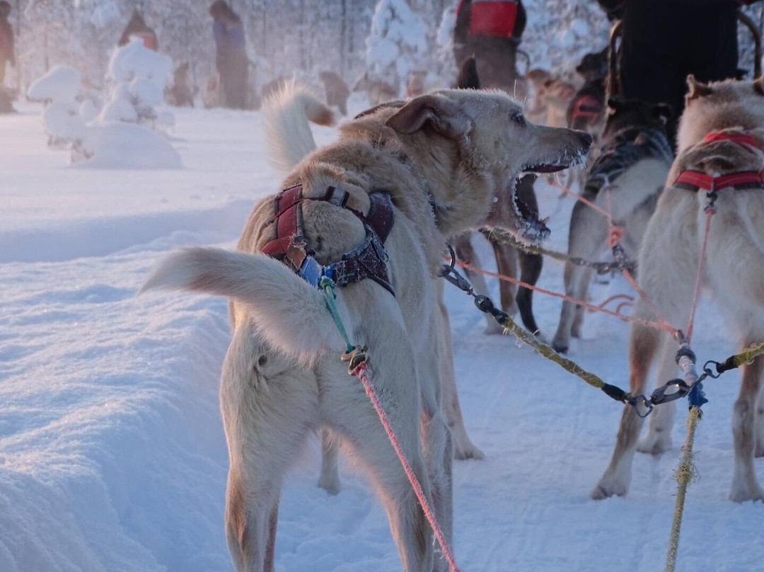 Lapland Safaris Levi景点图片