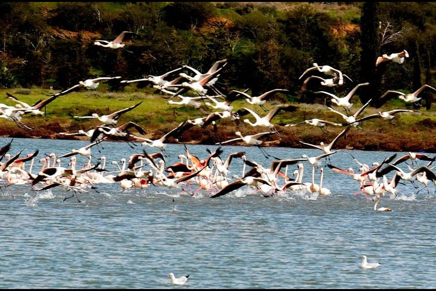 Akrotiri Salt Lake-Akrotiri必去景点