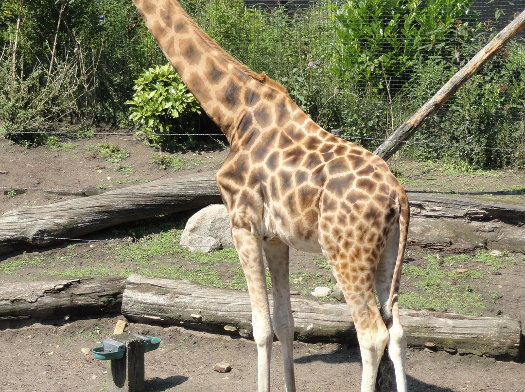 DierenPark Amersfoort-阿默斯福特必去景点