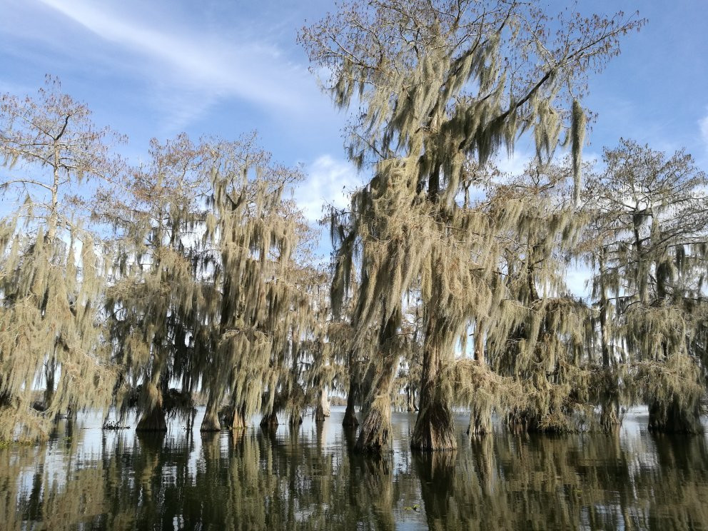 Swamp Tours of Acadiana景点图片