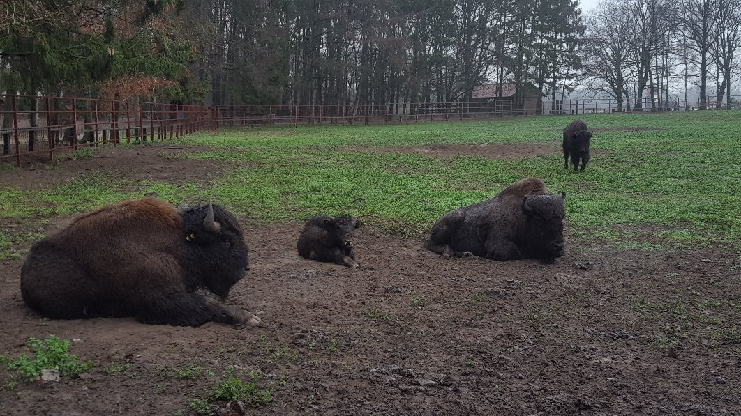 Wildpark Frankenhof-Reken必去景点