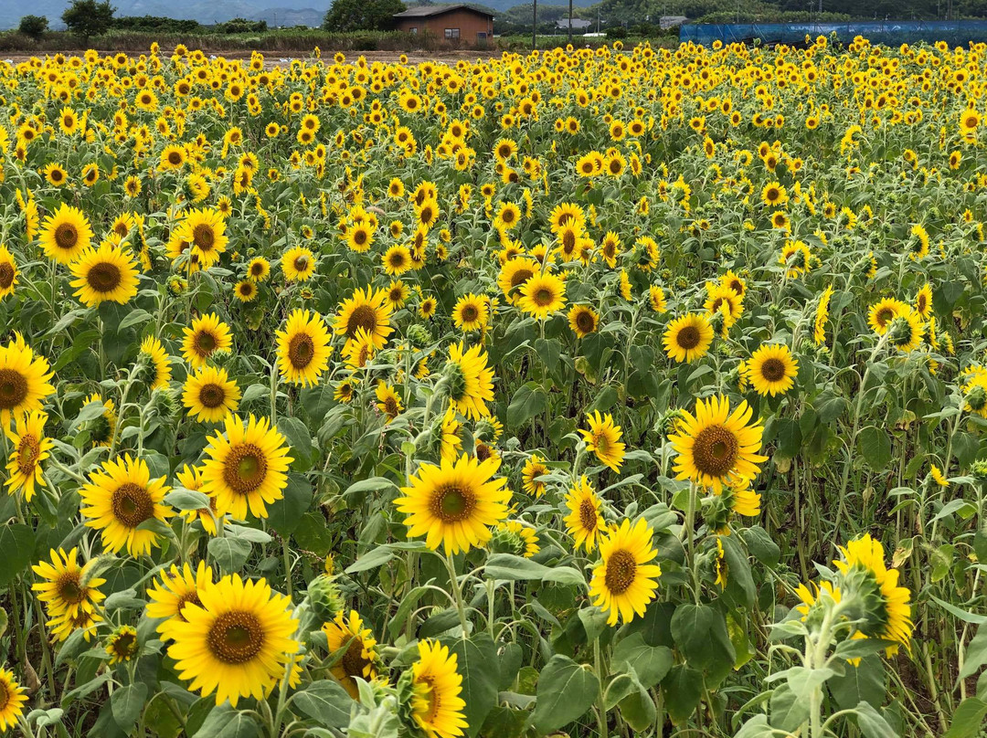 Hananoumi-山阳小野田市必去景点