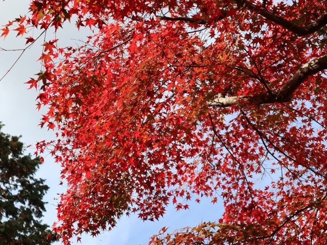 Koyo Park-东近江市必去景点