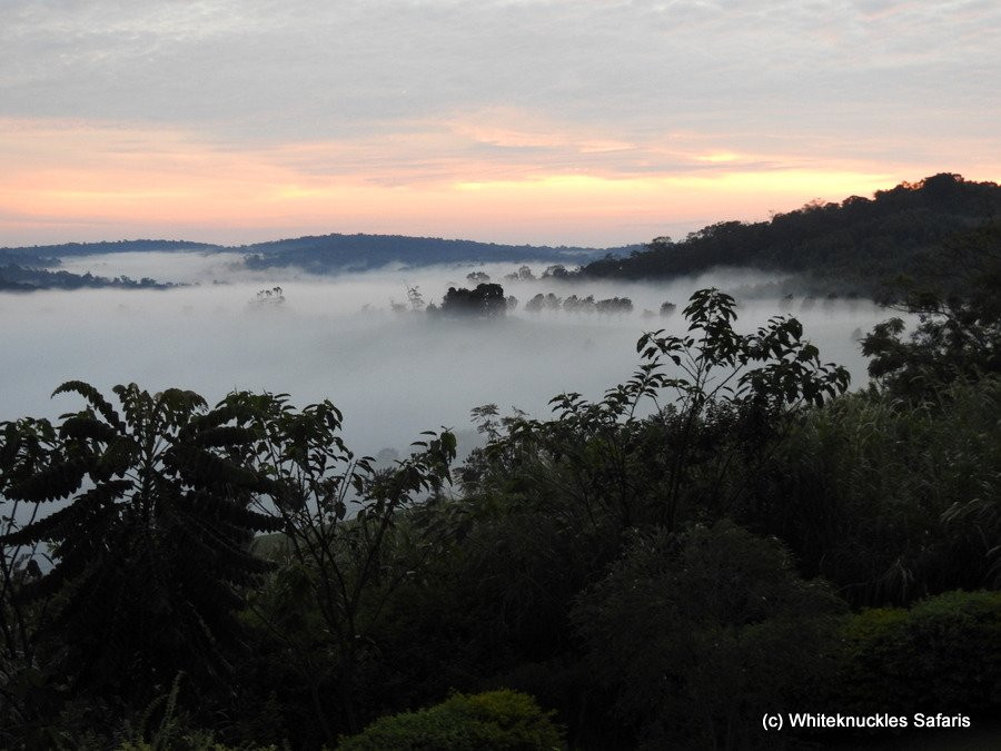 Chimpanzee Forest Lodge.主图