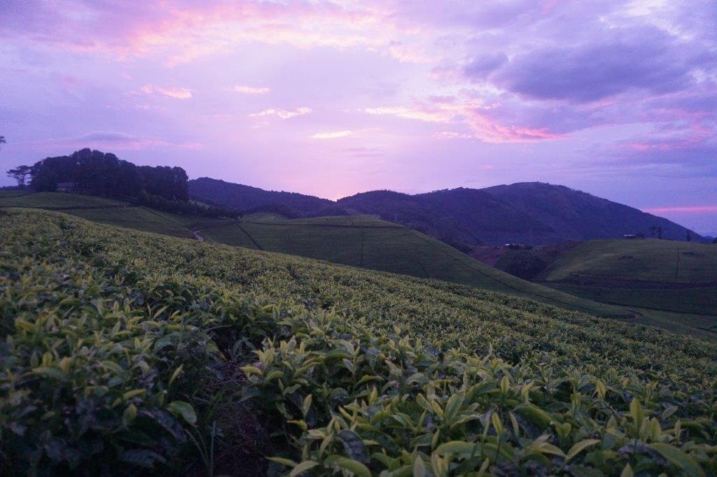 Gisovu Tea Estate景点图片