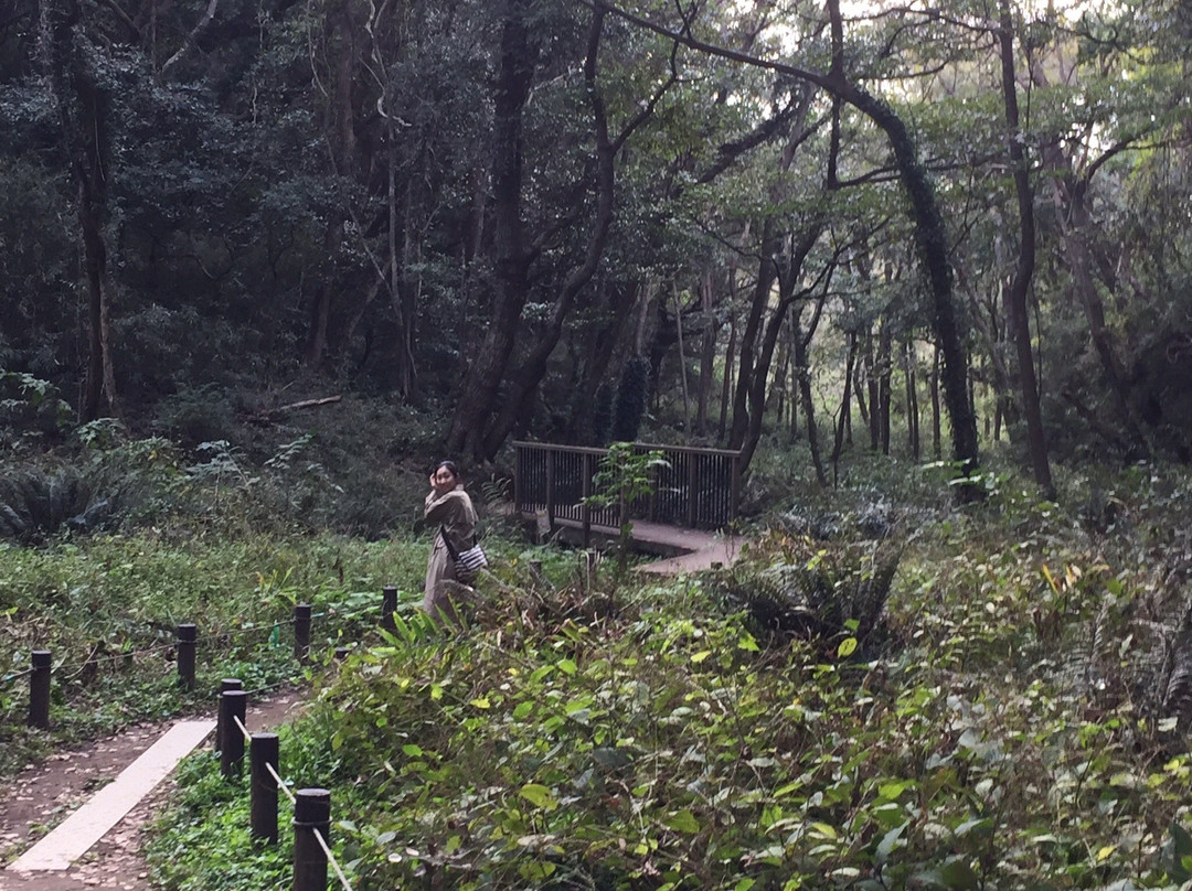 Koajiro Forest景点图片