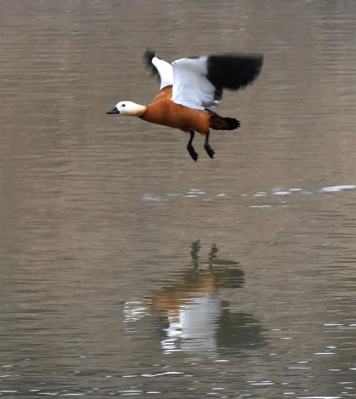 Kuyucuk Lake Wild Life Reserve-Kars必去景点
