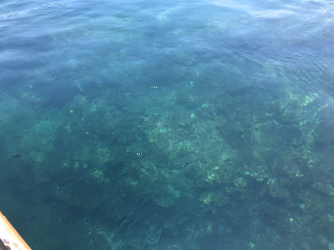 Tatsukushi Marine Sightseeing (Glass-bottomed Boat)-土佐清水市必去景点