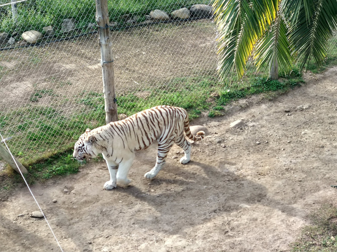 Cango Wildlife Ranch景点图片