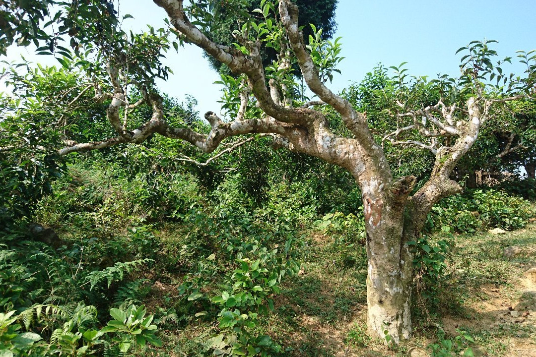 Suoi Giang - Yen Bai景点图片