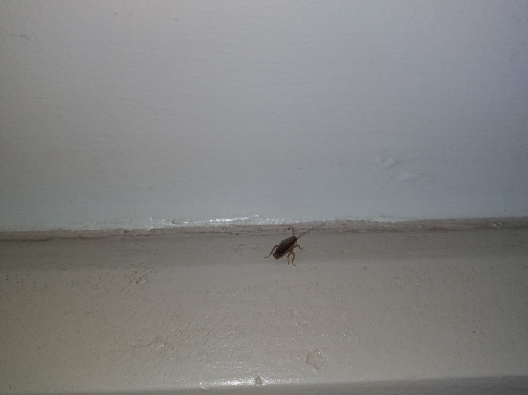 爱丽丝汽车旅馆主图