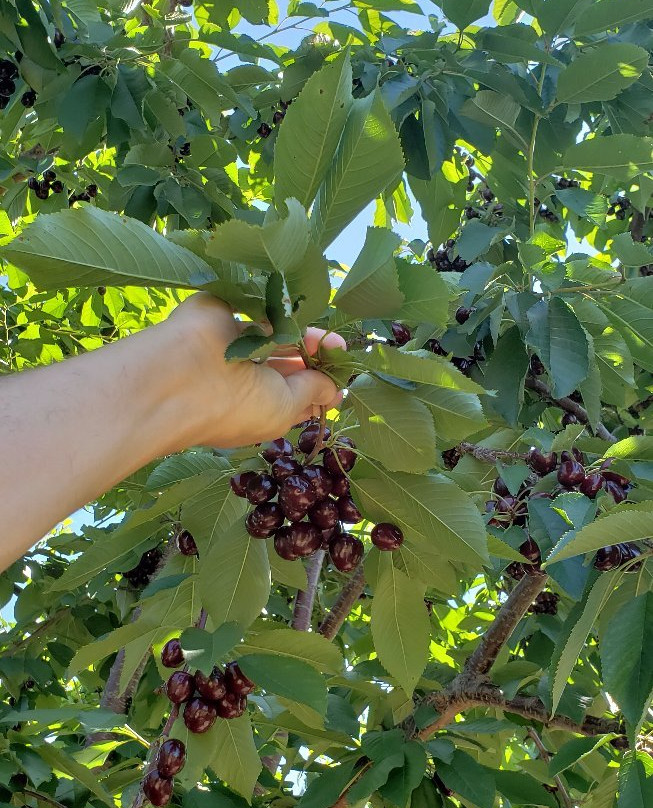 King Orchards景点图片