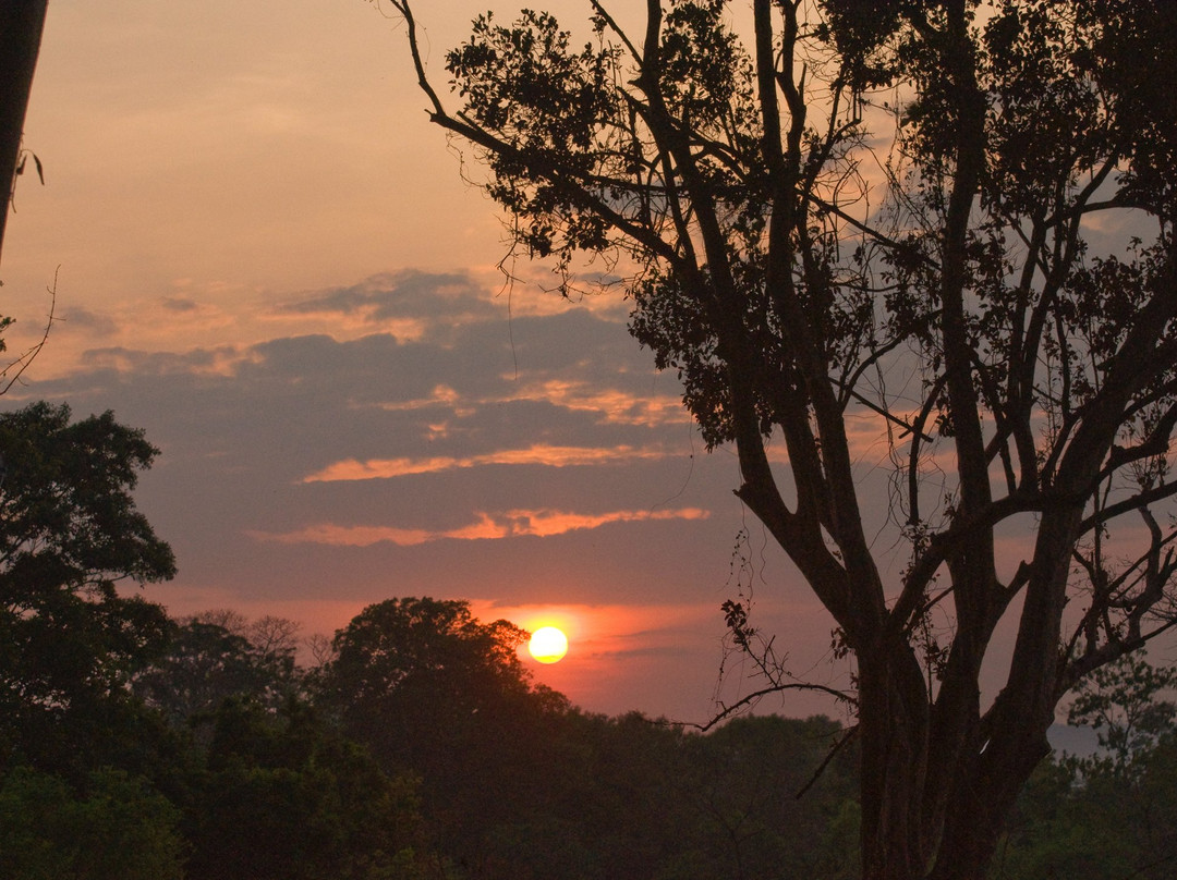 Tree Tops Jungle Lodge
