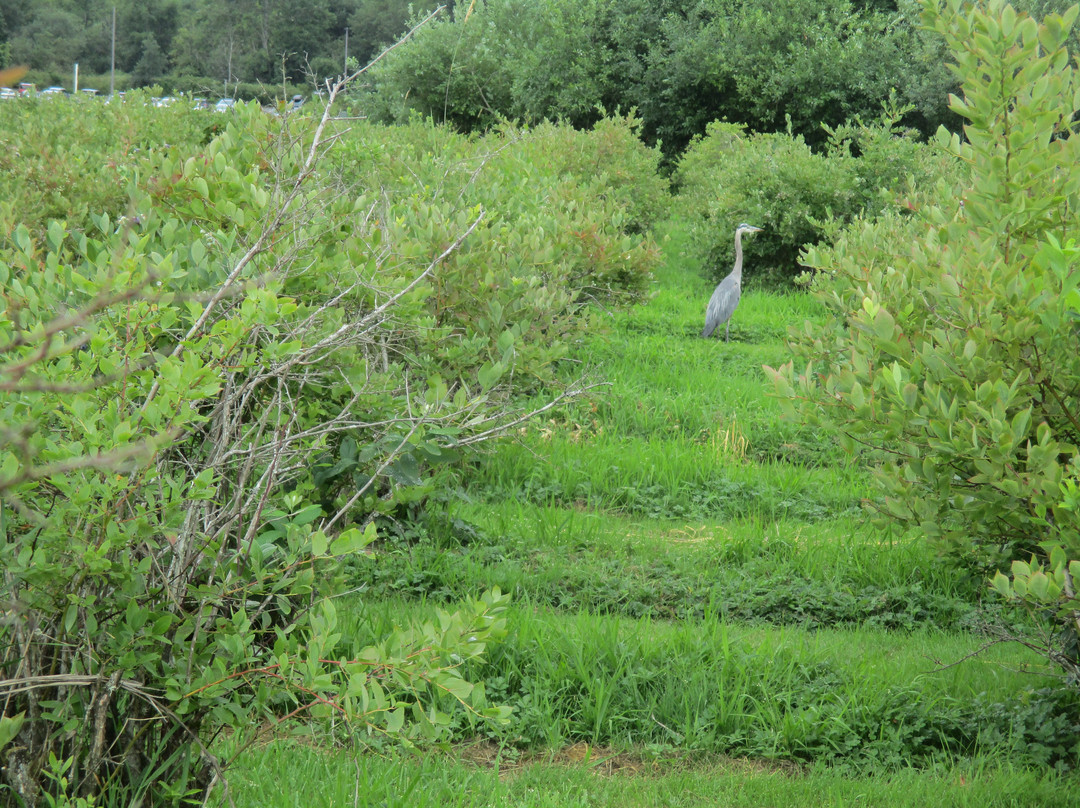 Larsen Lake Blueberry Farm景点图片