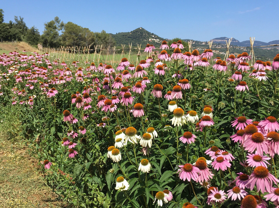 Santa Eulalia de Ronsana旅游攻略图片